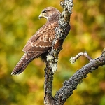 BBR-05-Common Buzzard