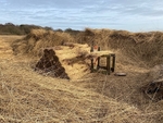Reed Harvest ~ Suffolk 1