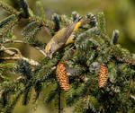 Common Crossbill