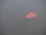 P42003510691