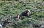 Otters family