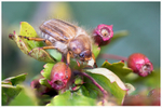 June Beetle on May Tree 