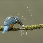 1st PDI The Common Kingfisher Royston Packer
