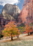 Zion Color