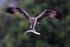 Osprey in flight carrying a fish at Rothiemurchus