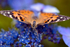 Painted Lady Butterfly - DSC_4637_00015