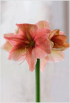 Hippeastrum 'Exotica'