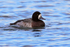 Scaup (adult female) at Farmoor Reservoir
