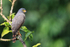Roadside Hawk perched, late afternoon, Costa Rica
