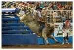 Rodeo Portfolio - Bull Riding 02
