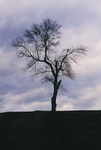 TheTree2007Layer160016