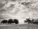 Hawthorn
