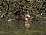 Great Crested Grebe