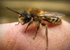 Andrena clarkella (m)
