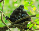 Mother and baby Howler Monkeys, Manuel Antonio, Costa Rica