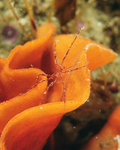 Nymphon gracile