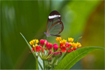 Glasswinged butterfly