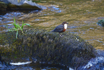 Dipper