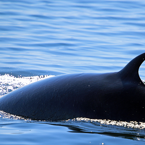 A Minke Whale's telltale arched back & fin suddenly rise up near the whale watching boat .... and then just as sudden…