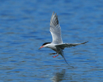 Common Tern with fish about to land at Farmoor