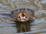 Otter