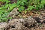 Small Tree-Finch portfolio