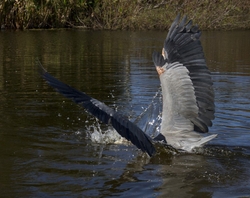 Great Blue Heron _0041