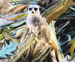 108 Lemur