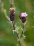 Insects on Thistle