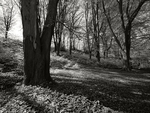 Anston Stones Wood