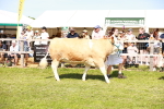 Grand Parade portfolio