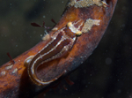 Apletodon dentatus - TBC