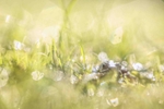 Common frog in a Bristol park