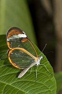 The Glasswing, or clearwing, butterfly (Greta oto) also called espejitos, is so called because it has predominately g…