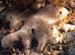 Lissoclinum perforatum