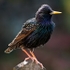 Starling (03)