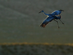 Sandhill Crane gliding late afternoon, Bosque del Apache, New Mexico