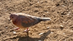 Laughing Dove - SA