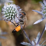 Digger wasp (Sphex flavipennis).