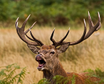 Red Deer 2