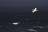 Gannet flies past Strathy Point, Caithness, Scotland