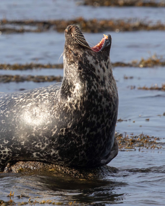 Common Seal - Kildonan - Isle of Arran - Scotland