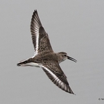 Dunlin (Calidris alpina)