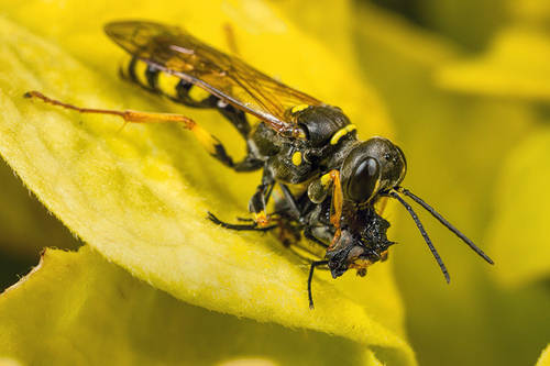 Female [i]Mellinis arvensis[/i] wasp with dipteran prey. Staffordshire garden, August 2016. The prey in this instance…