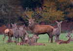 Red deer stag and hinds - D75_5564a
