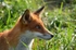 Red Fox