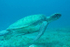 Green Turtle
