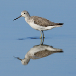 Greenshank reflection in the lagoon, Brownsea Island