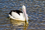 Pelicans portfolio