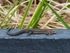 Common Lizard